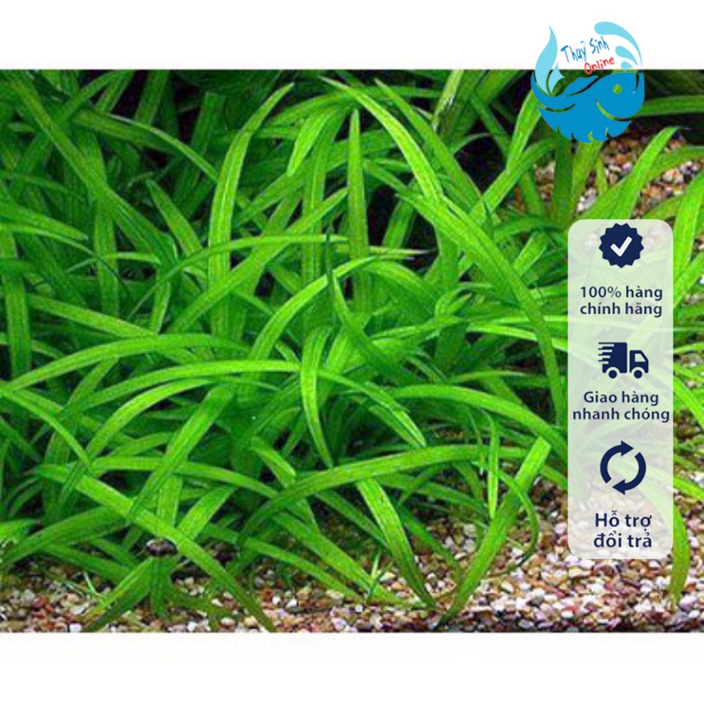 Cây thuỷ sinh Cỏ thìa tiểu (Không cần co2)