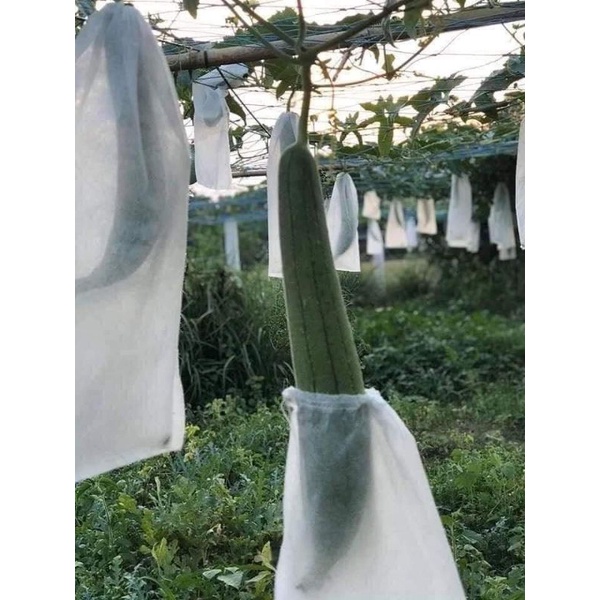 20 túi bao bầu, bí, mướp 20*60cm vải không dệt