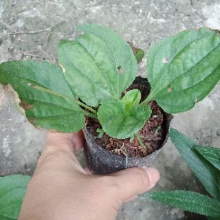 Cây giống mã đề