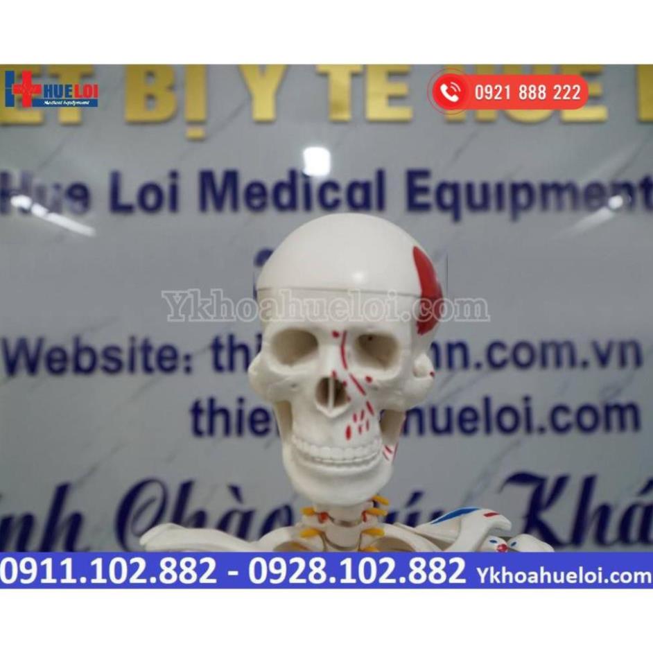 MÔ HÌNH GIẢI PHẪU TOÀN BỘ HỆ XƯƠNG NGƯỜI 85CM