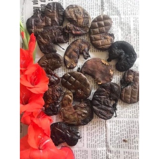 Bao tử nhím rừng (1 cái)