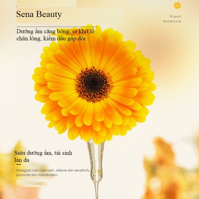 Nước thần hoa cúc Calendula Moisturizing Essence Water Maigoole 200ML Sena Beauty | BigBuy360 - bigbuy360.vn