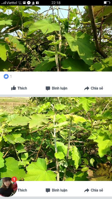 Lá mâm xôi rừng 1kg làm dầy niêm mạc ivf