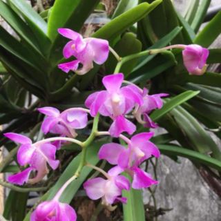 Hoa lan quế tím đẹp rất thơm 1 cây