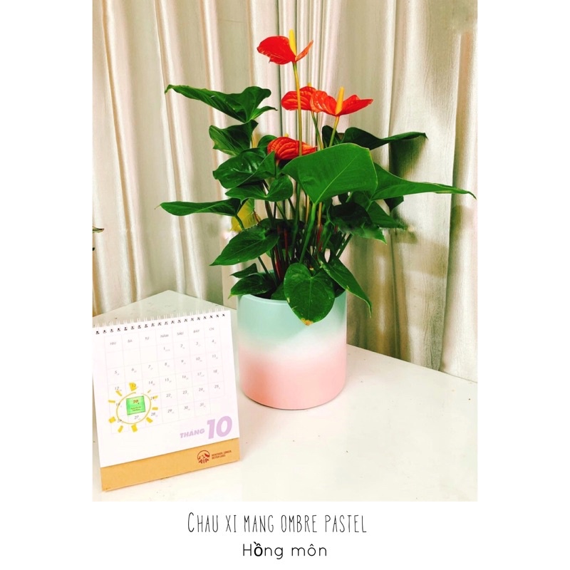 Chậu trụ xi măng ombre pastel