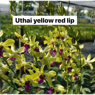 Chậu cây lan Dendro nắng xưa Uthai - giống nhập Thái - hoa cực thơm, bền tới 1 tháng