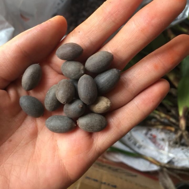 Hạt sen mini nhật bản