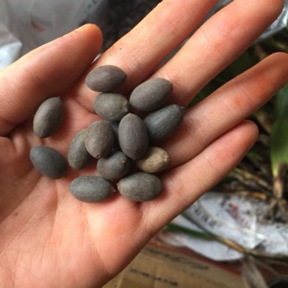 Hạt sen mini nhật bản