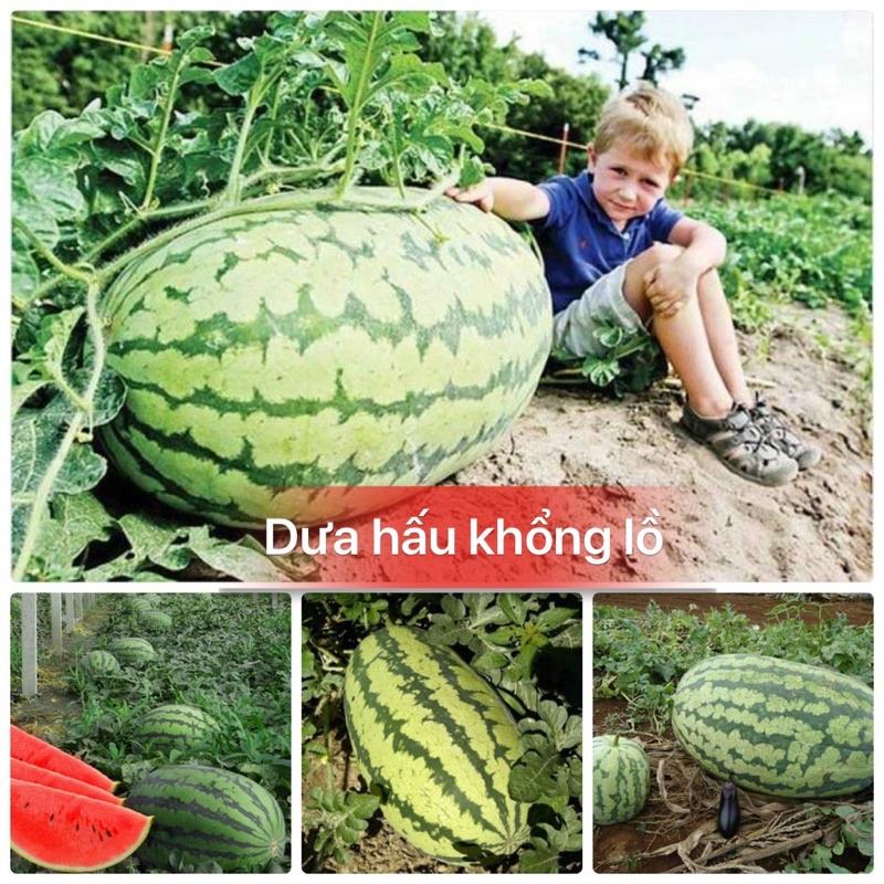 Hạt giống dưa hấu khổng lồ siêu ngọt siêu trái F1