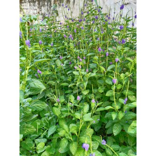 1 GÓI 700 HẠT GIỐNG CÂY ĐUÔI CHUỘT HOA TÍM