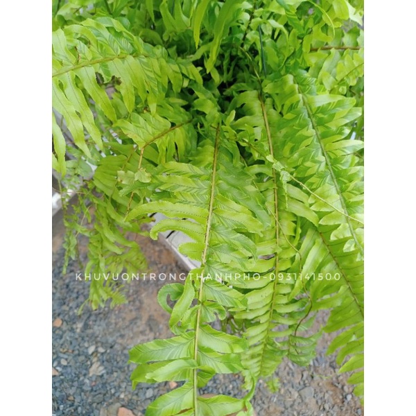 Cây dương xỉ treo tán rộng