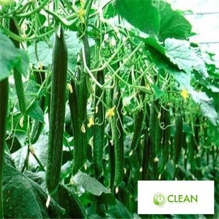 Hạt giống Dưa chuột Nhật