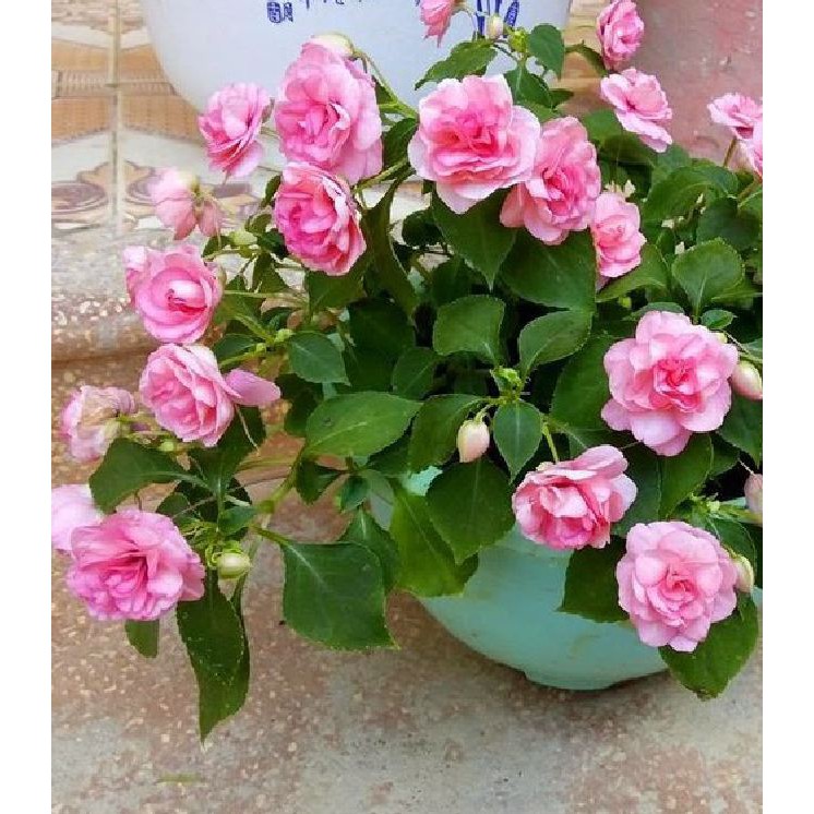 Hạt giống hoa ngọc thảo cánh kép mix màu - gói 5 hạt TẶNG gói kích thích hạt nảy mầm