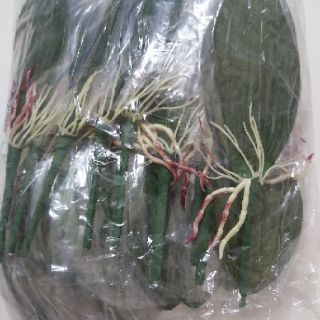 Lá lan hồ điệp