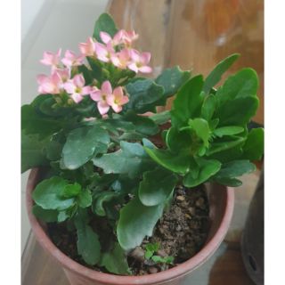 Hoa sống đời đơn đơn