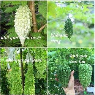 Combo 4 gói khổ qua ( khổ qua rừng + khổ qua xanh + khổ qua trắng + khổ qua trái tim )-Kèm gói kích mầm