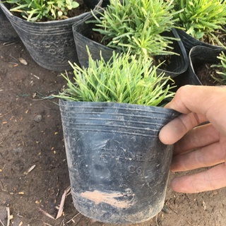 Cây Cỏ Mây Bụi Mini Để Bàn,Trang Trí Phòng,Tiểu Cảnh