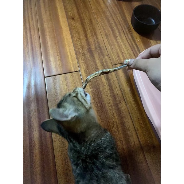Cá trứng sấy cho mèo ngon lành bổ dưỡng