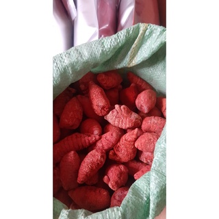 Nghệ đỏ xà cừ nguyên củ loại lớn