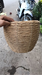 Chậu nhựa giả cói 2