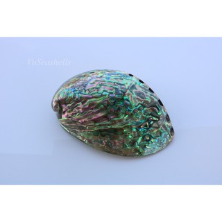 Vỏ Ốc Bào Ngư Xanh, kích Thước Lớn, Từ Newzealand