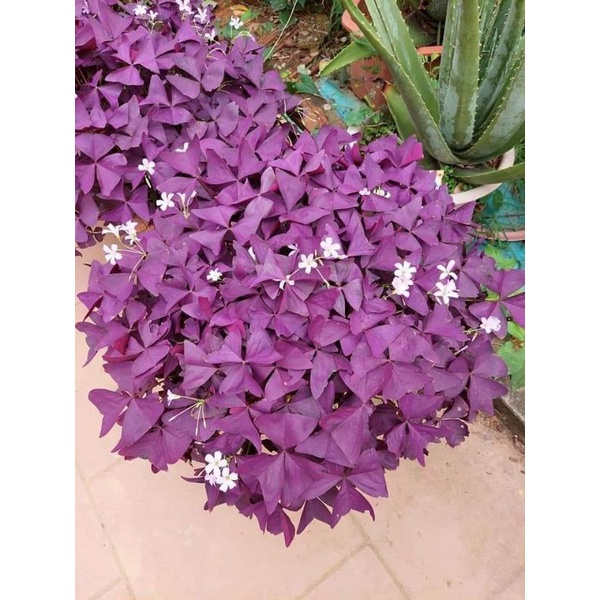 😍😍7 củ hoa chơi bộ lá màu Tím😘😘 Đẹp Lạ lâu năm🥰🥰 siêu dễ trồng