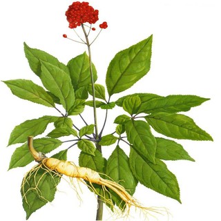 20H - HẠT GIỐNG NHÂN SÂM MỸ