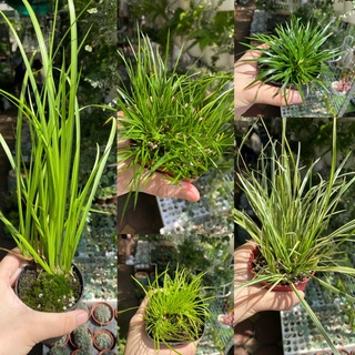 Cây Cỏ Thạch Xương Bồ