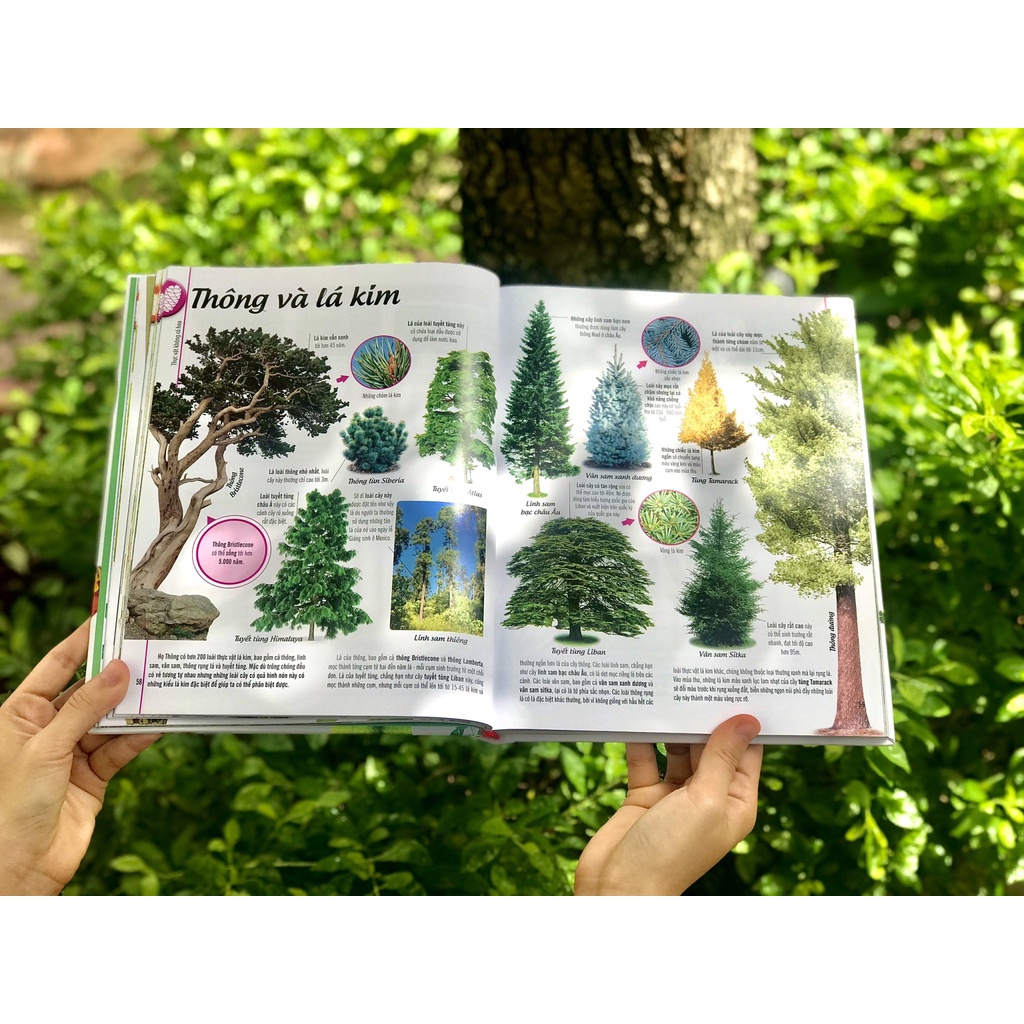 SÁCH - BÁCH KHOA THƯ VỀ THẾ GIỚI THỰC VẬT - CÂY, LÁ, HOA VÀ HẠT