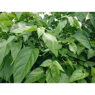 Hạt giống cây lách cách (20 hạt)