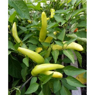 Hạt giống ớt đại vàng - Gói 20 hạt