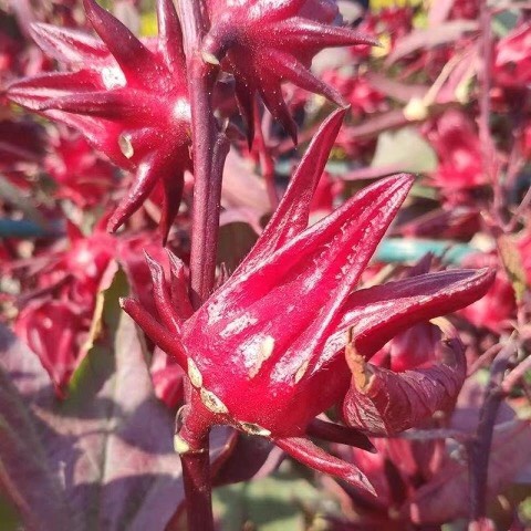 Hạt giống Atiso đỏ - 20 hạt, hoa bụp giấm Seed Land