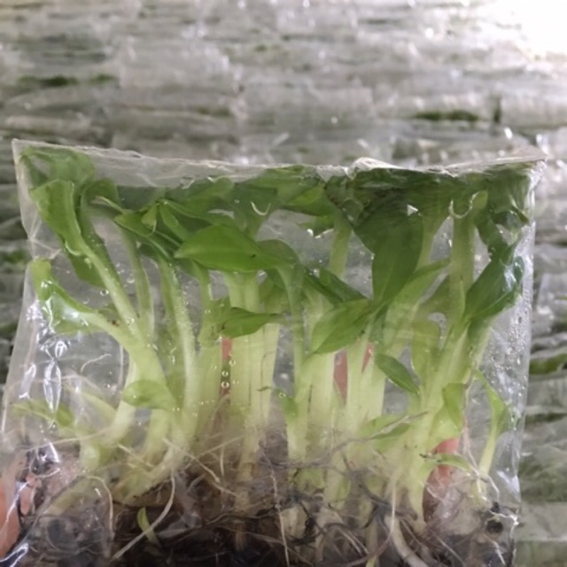 Chuối Nam Mỹ cấy mô (Hơn 16 cây)