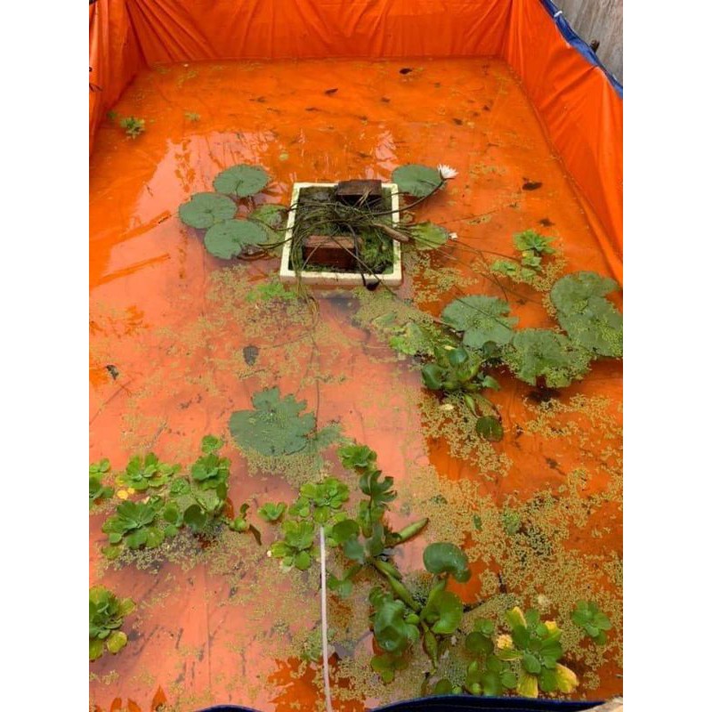 bể bạt nuôi ốc , ếch , cá - loại 10m2 ( hàng 5x2x1 )