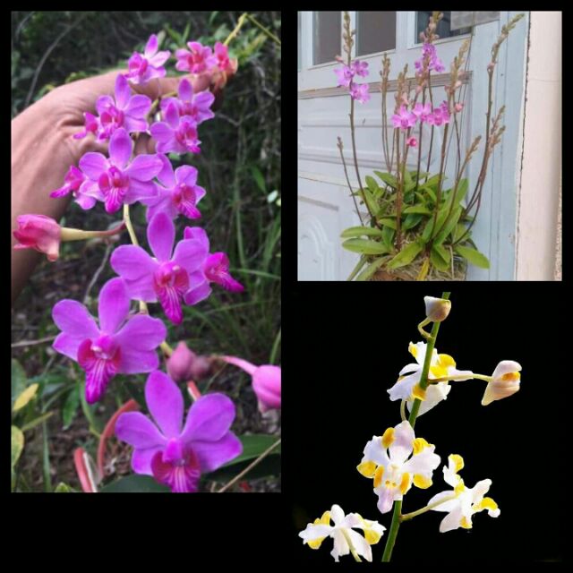 Hoa lan tiểu hồ điệp rừng, hàng cây giống