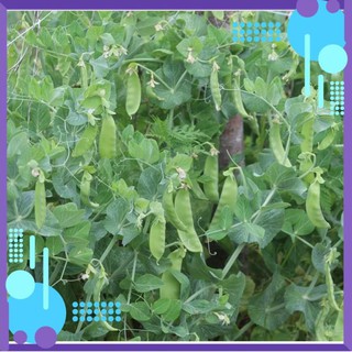 Hạt giống Đậu Ván Xanh .