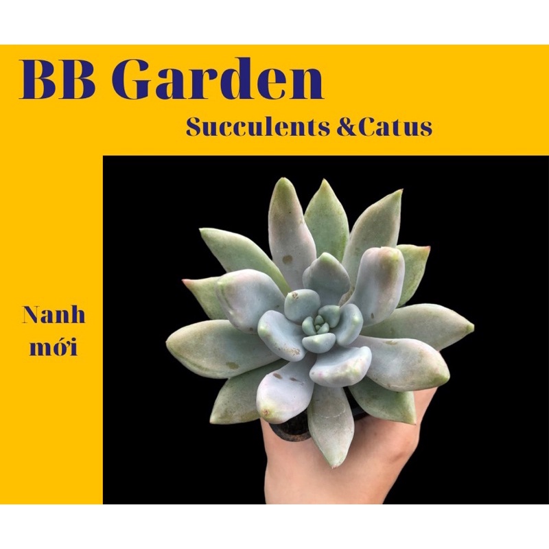 SEN ĐÁ GIỐNG MỚI ĐỘT BIẾN LÁ