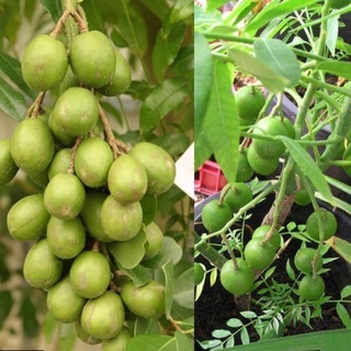 [cây giống] CÓC THÁI siêu quả