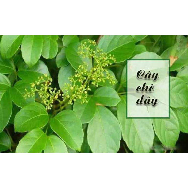 1 Kg Chè Dây Sa Pa [Hàng Chuẩn] Tốt Cho Người Đau Dạ Dày