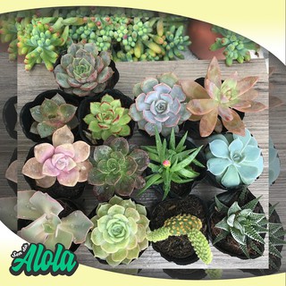 Combo 12 Sen đá ngẫu nhiên (Sen bầu 3-7 cm)