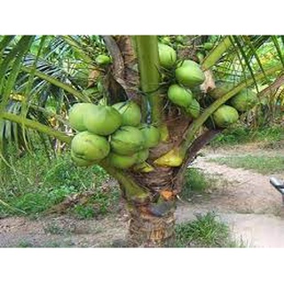 Cây Giống Dừa dứa