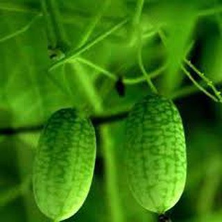 Hạt giống dưa hấu mini (dưa hấu tí hon ) 10hat