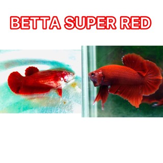BETTA SUPER RED 1 CẶP TRỐNG VÀ MÁI