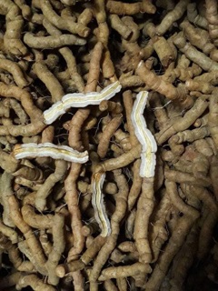 1KG BA KÍCH TÍM QUẢNG NINH HÀNG CHỌN ( LOẠI A1 )