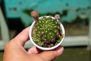 XƯƠNG RỒNG LOBI