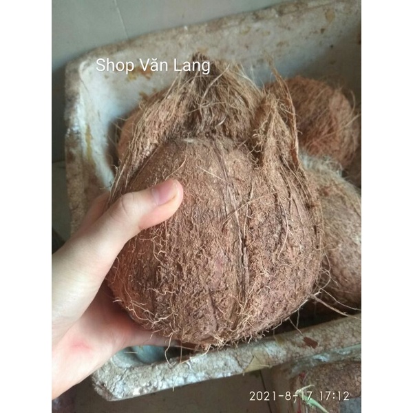 Quả dừa già khô nhiều nước cùi dày loại to 1,2 -1,3kg