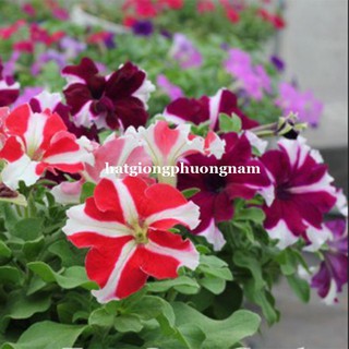 HẠT GIỐNG HOA DẠ YẾN THẢO SỌC