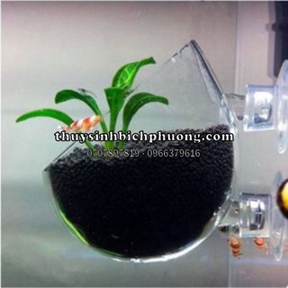 Chén thuỷ tinh trồng cây