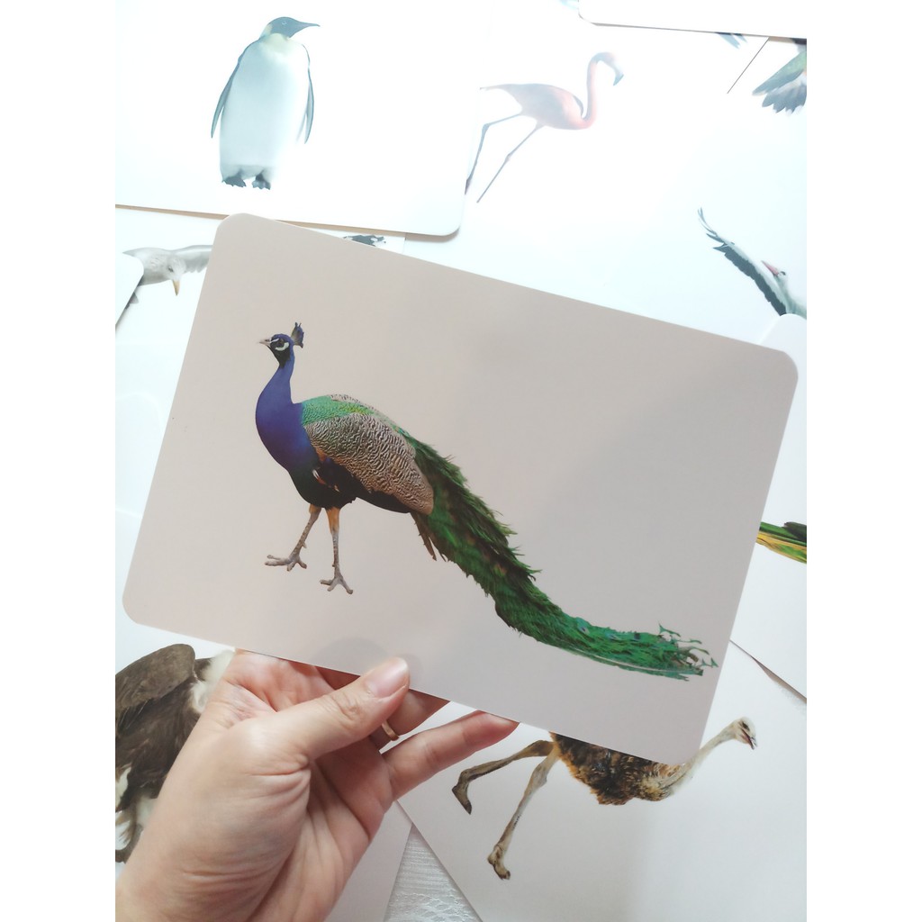 Flashcard Dạy Trẻ Theo Phương Pháp Glenn Doman - Các Loài Chim