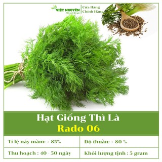 Hạt Giống Thì Là Rado 06 Dễ trồng, dễ chăm sóc, lá nhỏ, thơm đặc biệt, nhanh thu hoạch